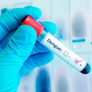 Aedes aegypti y dengue
